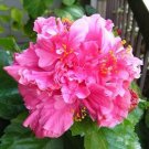 *PRIDE OF HANKINS PINK* Rooted Tropical Hibiscus Starter Plant*Triple Pink Bloom
