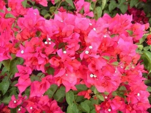 Bougainvillea - 'James Walker''