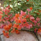 Bougainvillea - 'Orange King'