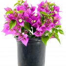 New River Purple Bougainvillea - Live Plant in a 6 Inch Grower's Pot