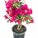 Bougainvillea - Live Plant in a 6 Inch Pot - Blooming Flowers