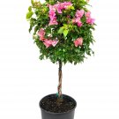 Bougainvillea Braided Tree - Live Plant in a 10 Inch Pot