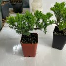 Juniper Bonsai trees for sale, Pre-Bonsai, Bonsai, Starter Pack, Pack of 2