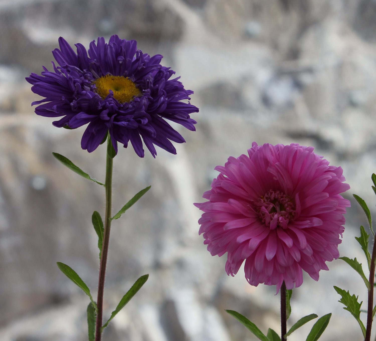 Aster Powder Puff Mix Seed