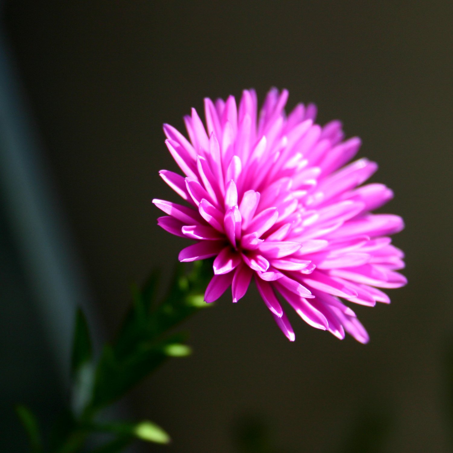 Aster Powder Puff Mix Seed