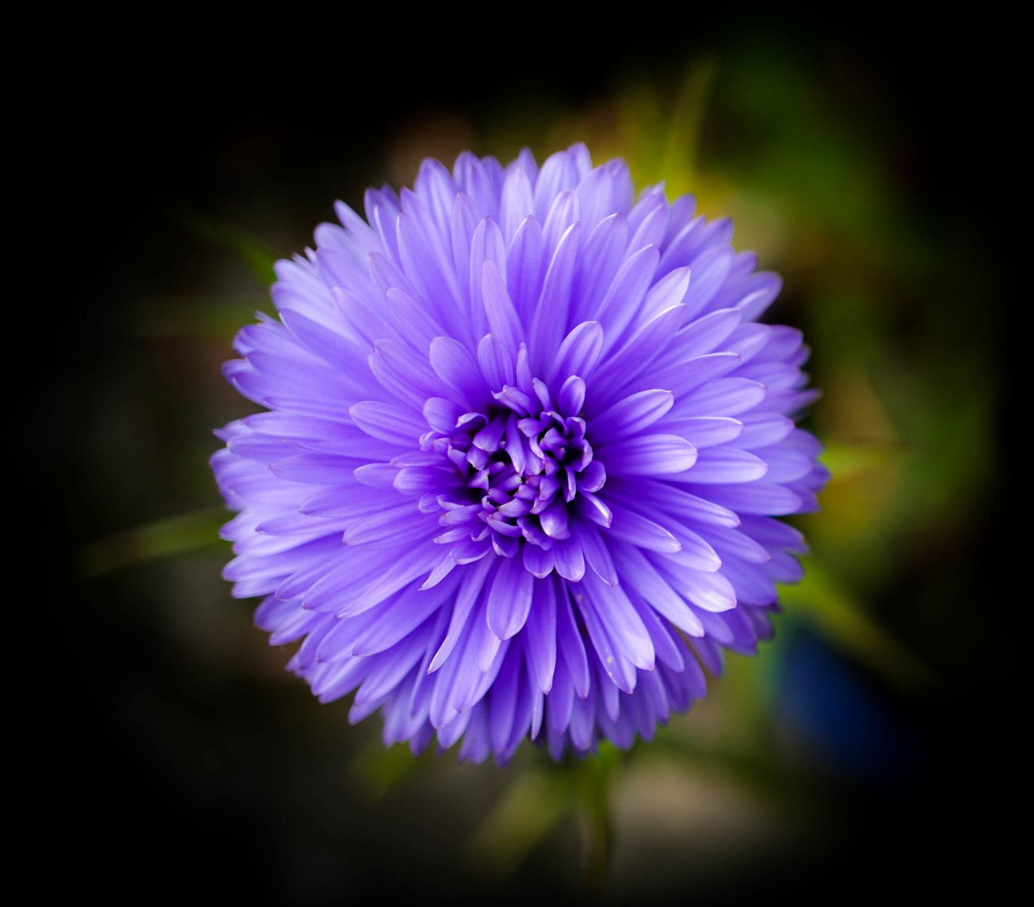 Aster Powder Puff Mix Seed