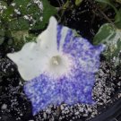 Ipomoea Nil - Kikyo Blue Speckled Japanese Morning Glory Seed