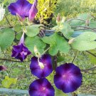 Ipomoea Purpurea - Rebecca Japanese Morning Glory Seed