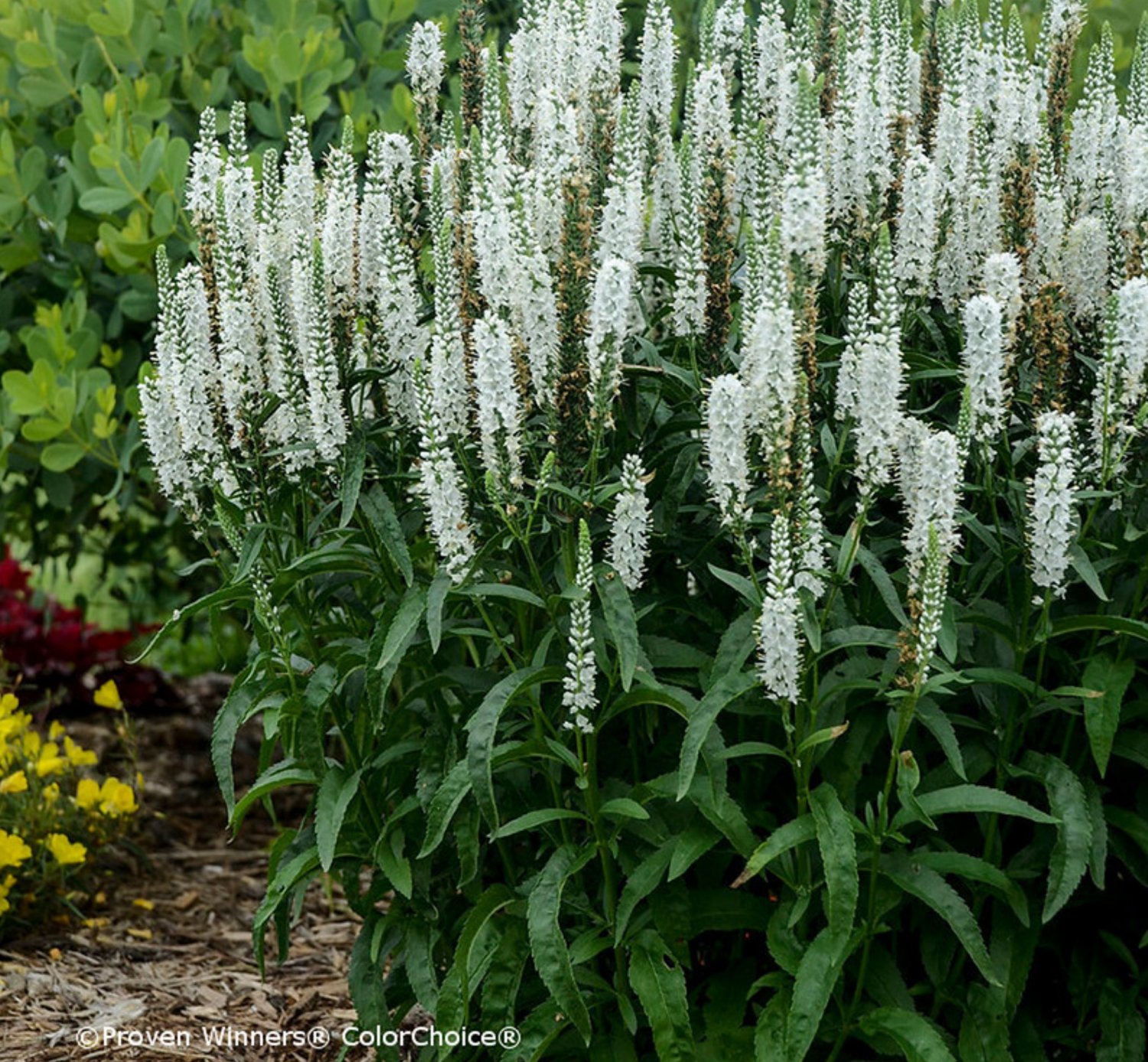 Veronica Longifolia Alba Seed