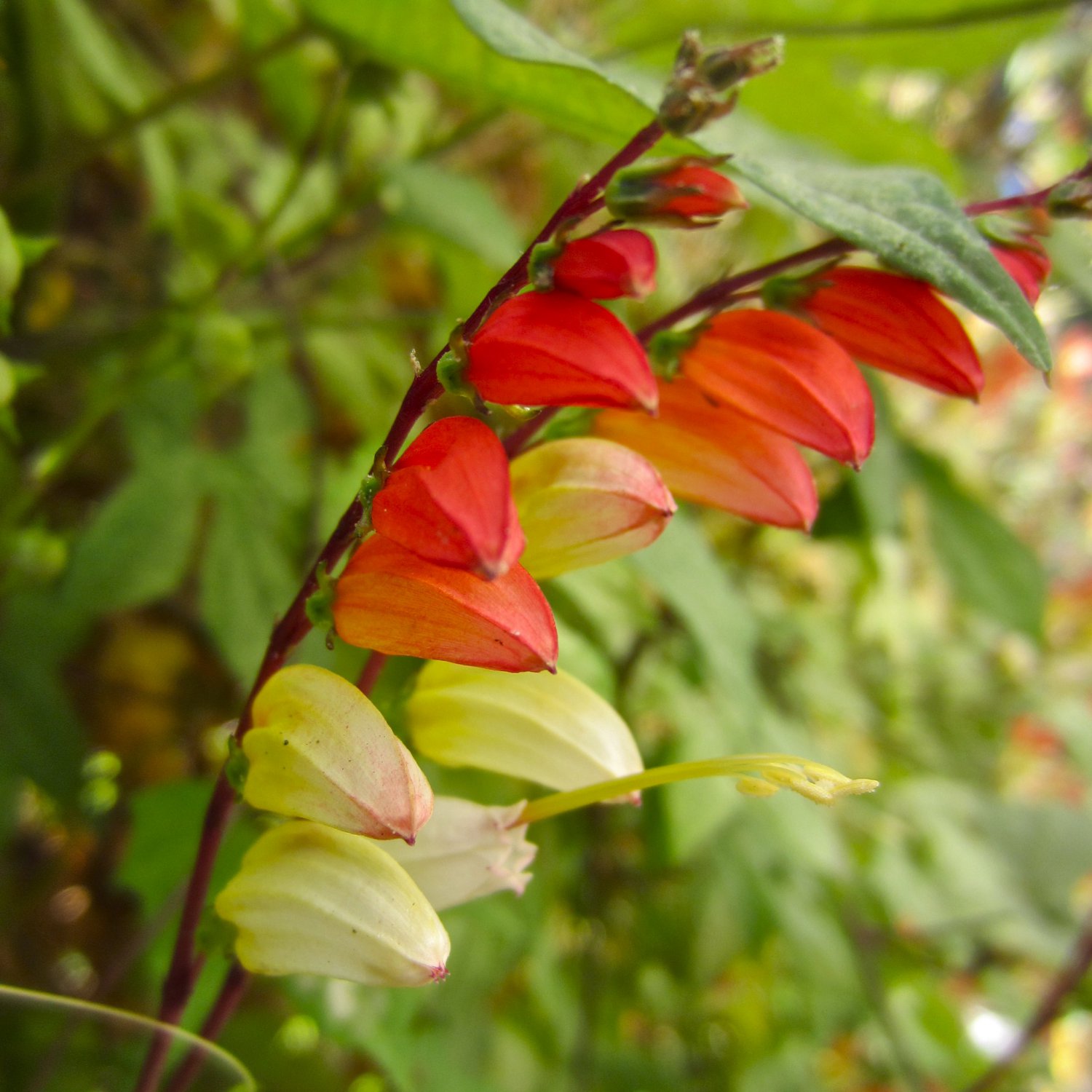 Mina Lobata - Jungle Queen seed