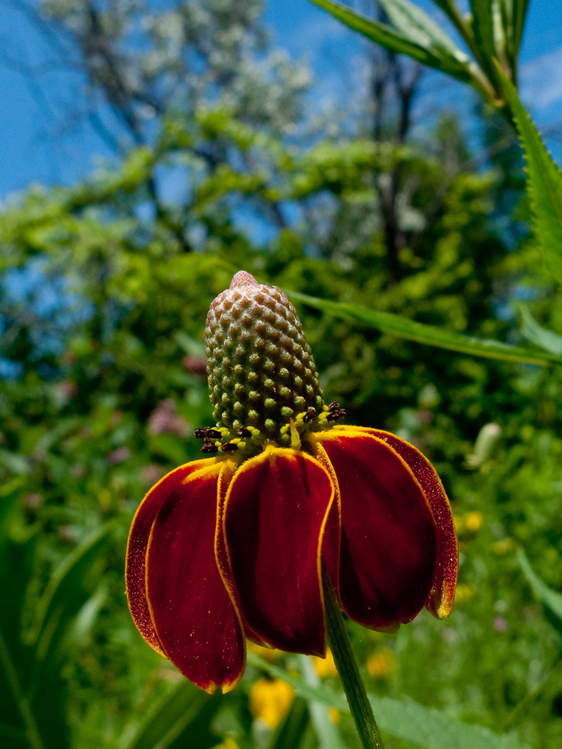 Ratibida Columnifera Dwarf Red Coneflower seed