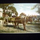 Early 1900s Southern Ox Cart Black Male Driver Postcard