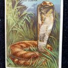 1909-11 Hassan Animals Series - T29 - HOODED COBRA   EX