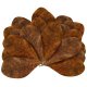 Kottam/ Kottamba/ Terminalia Catappa Dried Leaves