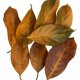 Dried Jack Leaves
