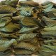 Dried Guava Leaves