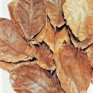 50 Natural Dried leaves TERMINALIA CATAPPA (Kottamba) 100% Ceylon Organic Sri Lanka