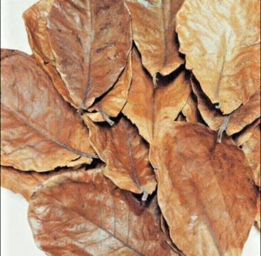 50 Natural Dried leaves TERMINALIA CATAPPA (Kottamba) 100% Ceylon Organic Sri Lanka