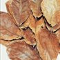 50 Natural Dried leaves TERMINALIA CATAPPA (Kottamba) 100% Ceylon Organic Sri Lanka