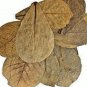 50 Natural Dried leaves TERMINALIA CATAPPA (Kottamba) 100% Ceylon Organic Sri Lanka
