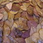 50 Natural Dried leaves TERMINALIA CATAPPA (Kottamba) 100% Ceylon Organic Sri Lanka