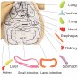 Kid 3D Puzzle Human Body Model Anatomy Plush Toy Montessori Learning Organ