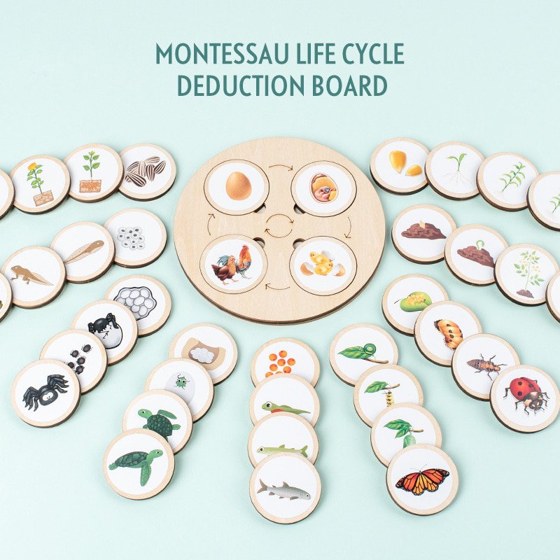 Life Cycle Board Montessori Kit Biology Science Education Toys For Kids