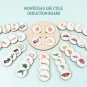 Life Cycle Board Montessori Kit Biology Science Education Toys For Kids