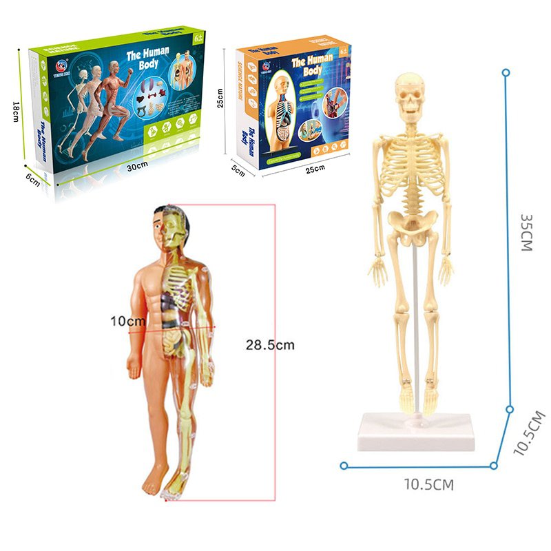 3D Human Body Torso Model Educational Assembly Learning DIY Toys Human Body Organ