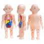3D Human Body Torso Model Educational Assembly Learning DIY Toys Human Body Organ