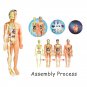 3D Human Body Torso Model Educational Assembly Learning DIY Toys Human Body Organ