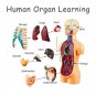 3D Human Body Torso Model Educational Assembly Learning DIY Toys Human Body Organ