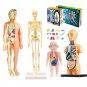 3D Human Body Torso Model Educational Assembly Learning DIY Toys Human Body Organ