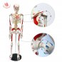 FRT008 85cm Human Anatomy Skeleton Model Whole Body Muscle Painted