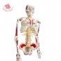 FRT008 85cm Human Anatomy Skeleton Model Whole Body Muscle Painted