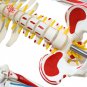 FRT008 85cm Human Anatomy Skeleton Model Whole Body Muscle Painted