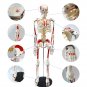 FRT008 85cm Human Anatomy Skeleton Model Whole Body Muscle Painted
