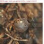 60mm Water + Magic Soil = Fish Medaka Killifishes Eggs Fishes Egg Christmas