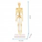 3D Human Body Torso Model Educational Assembly Learning DIY Toys Human Body Organ