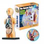 3D Human Body Torso Model Educational Assembly Learning DIY Toys Human Body Organ