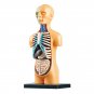 3D Human Body Torso Model Educational Assembly Learning DIY Toys Human Body Organ