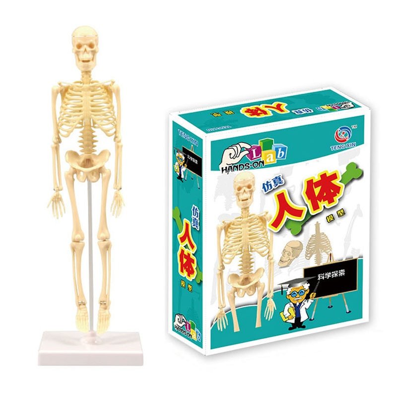 3D Human Body Torso Model Educational Assembly Learning DIY Toys Human Body Organ