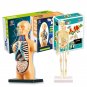 3D Human Body Torso Model Educational Assembly Learning DIY Toys Human Body Organ