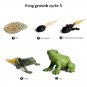 Animal Life Cycle Figurines 8PCS Frog And Snail Life Cycle Kit Biological Model Farm