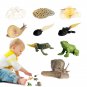 Animal Life Cycle Figurines 8PCS Frog And Snail Life Cycle Kit Biological Model Farm