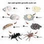 Spider Livespan Models 8 Pcs Spider Lifespan Models Mini Educational