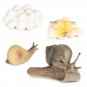 Animal Life Cycle Figurines Realistic Frog And Snail Biological Model 8PCS Biological Model Farm