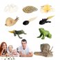 Animal Life Cycle Figurines Realistic Frog And Snail Biological Model 8PCS Biological Model Farm