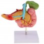 Life Size Anatomical Human Pancreas Duodenum Gallbladder Pathology Model