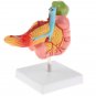 Life Size Anatomical Human Pancreas Duodenum Gallbladder Pathology Model